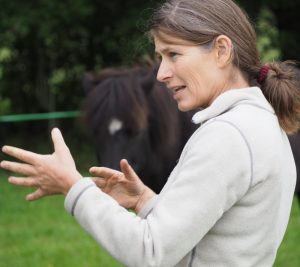 Teamudvikling og lederudviklings samt coaching med heste